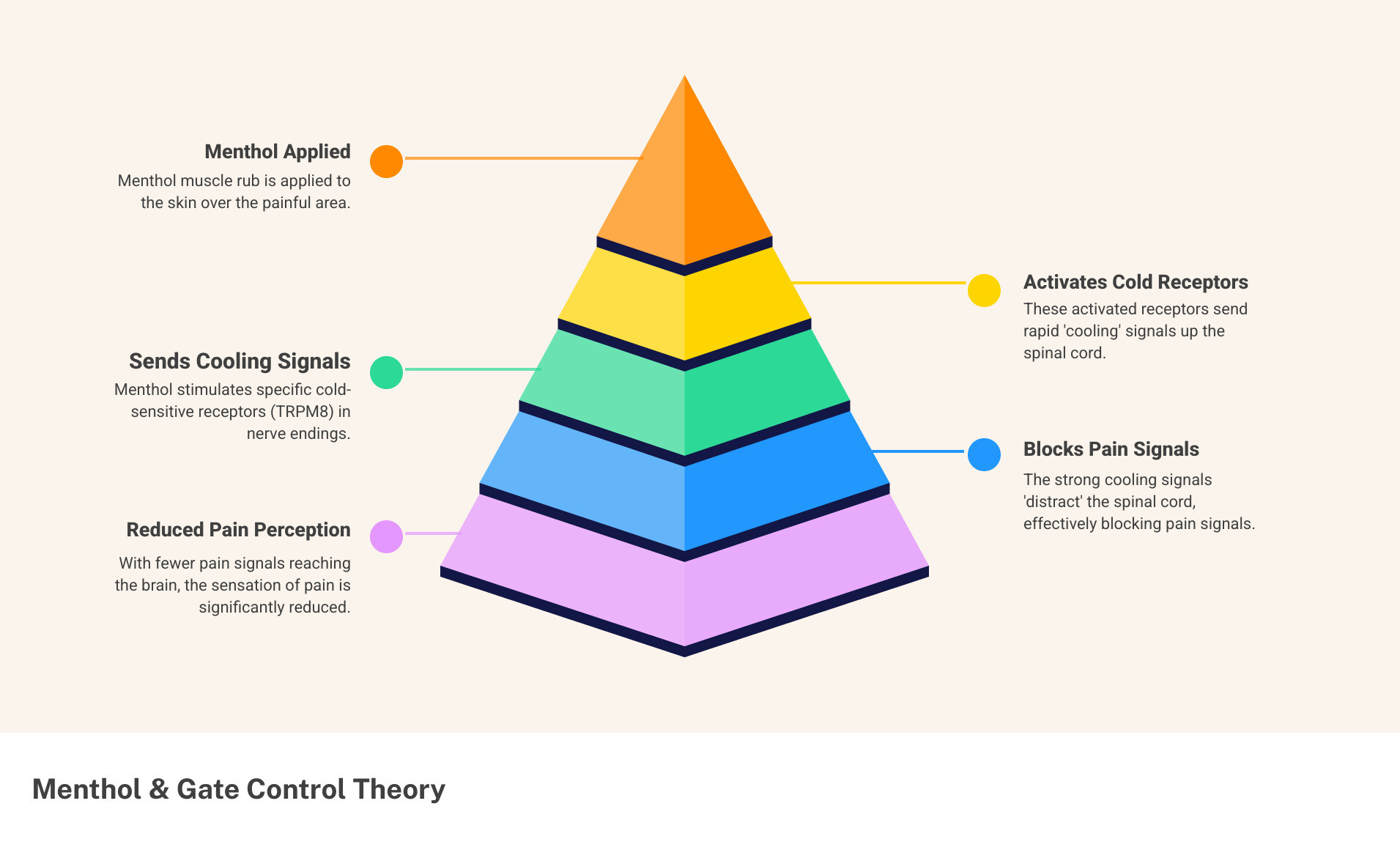 Infographic showing the gate control theory of pain: menthol activates cooling receptors on skin surface, which send signals to the spinal cord that compete with and block pain signals from deeper tissues, resulting in reduced pain perception in the brain - menthol muscle rub infographic pyramid-hierarchy-5-steps