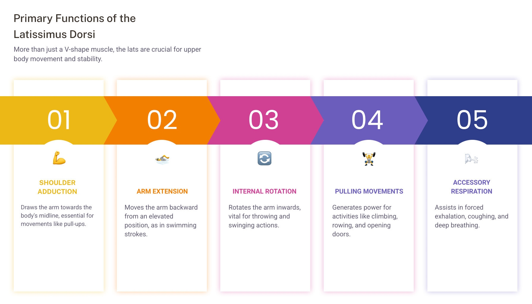 Infographic showing the latissimus dorsi muscle spanning from the lower spine to the upper arm, with labeled functions including shoulder adduction, arm extension, internal rotation, pulling movements, and its role as an accessory breathing muscle - lat muscle pain infographic pillar-5-steps