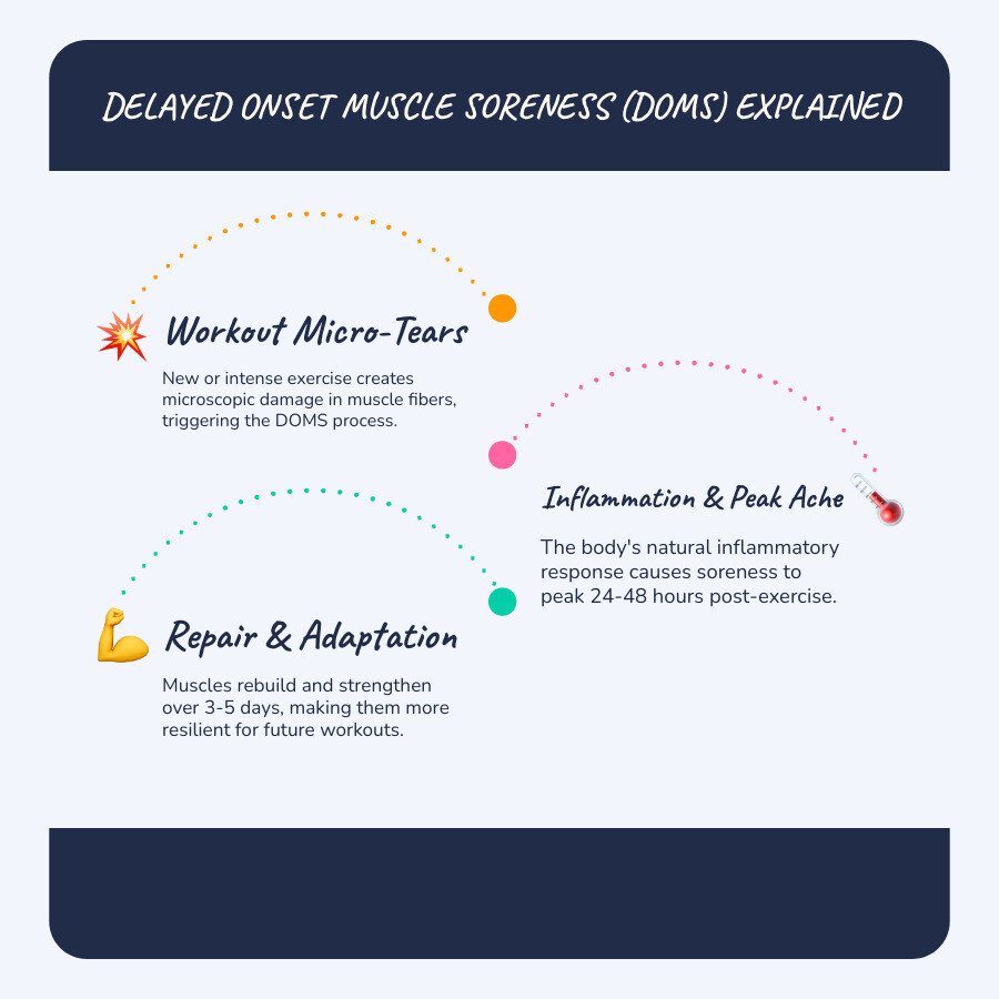 infographic showing the timeline of DOMS: 0-12 hours initial soreness begins, 24-48 hours peak discomfort, 3-5 days gradual recovery, with icons showing microscopic muscle tears, inflammation response, and protein synthesis repair process - things that help sore muscles infographic infographic-line-3-steps-blues-accent_colors