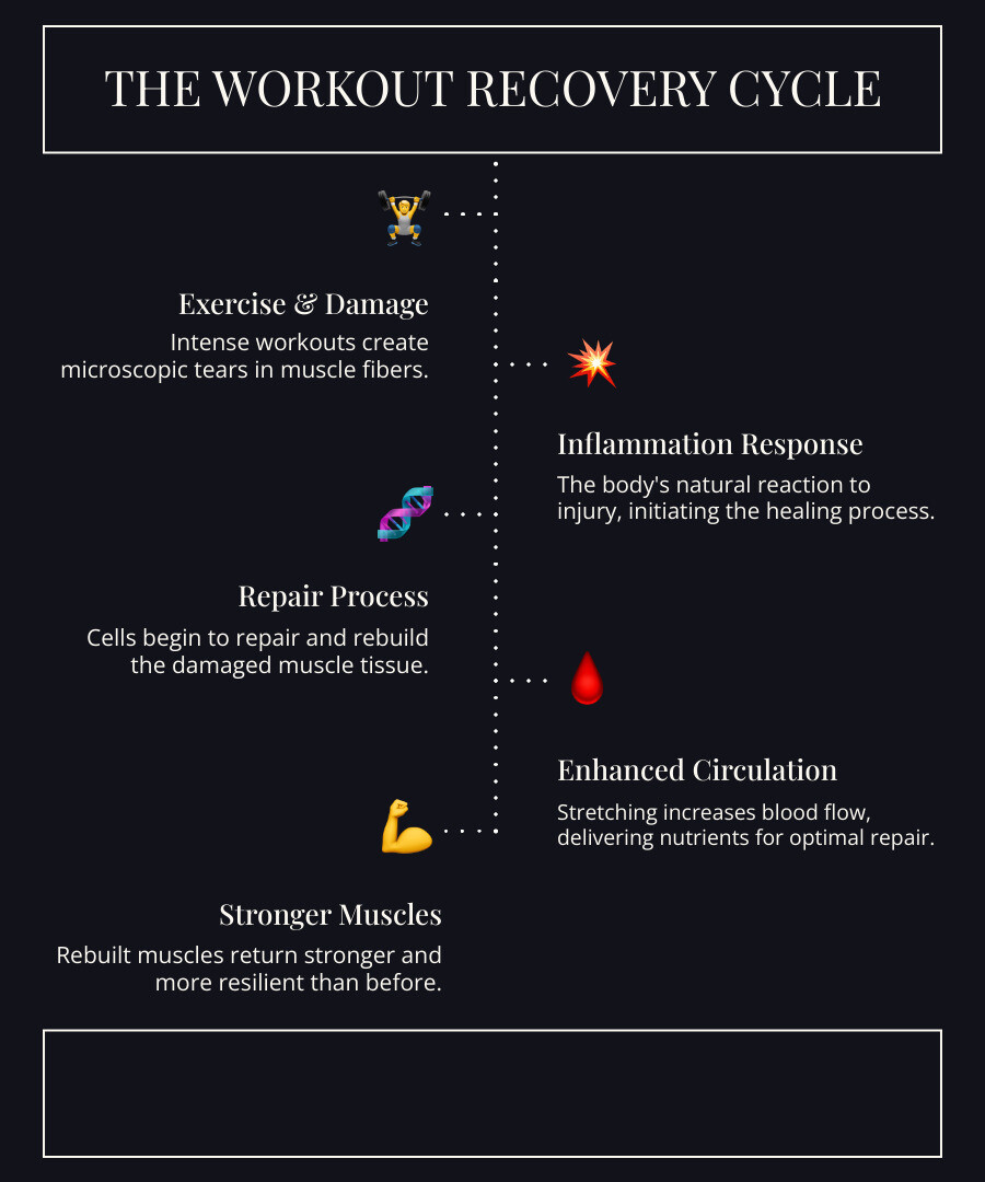 infographic showing the workout recovery cycle: exercise creates micro-tears in muscle fibers, inflammation occurs, body begins repair process, proper stretching supports blood flow and nutrient delivery, muscles rebuild stronger, with icons showing a person exercising, damaged muscle fibers under microscope, blood vessels delivering nutrients, and a person stretching - stretching for muscle recovery infographic infographic-line-5-steps-dark