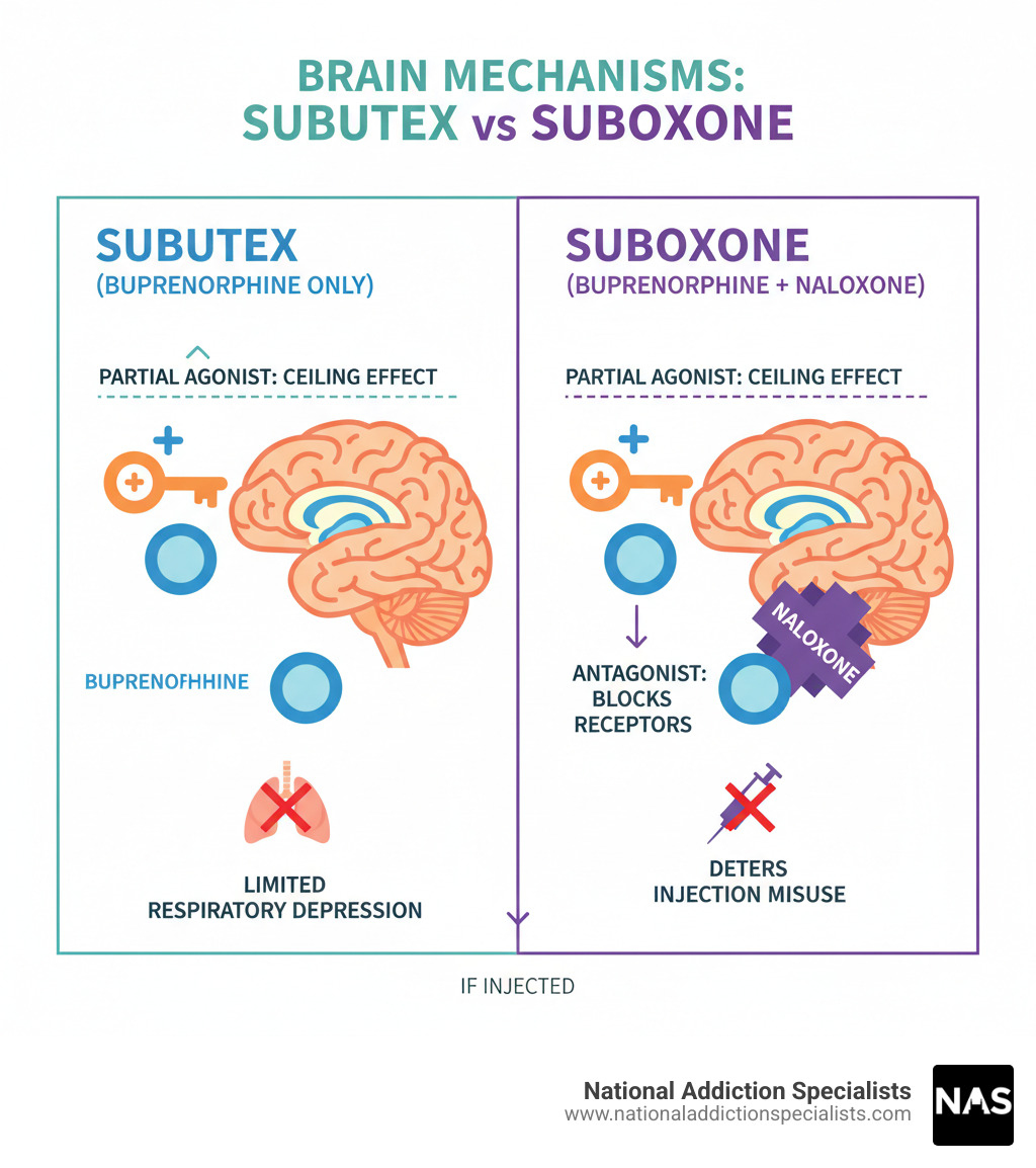 Infographic comparing how Subutex (buprenorphine only) and Suboxone (buprenorphine plus naloxone) work in the brain, showing buprenorphine as a partial opioid agonist with a ceiling effect that limits respiratory depression, and naloxone as an antagonist that blocks opioid receptors if injected - safety of subutex vs suboxone evidence-based comparison infographic 