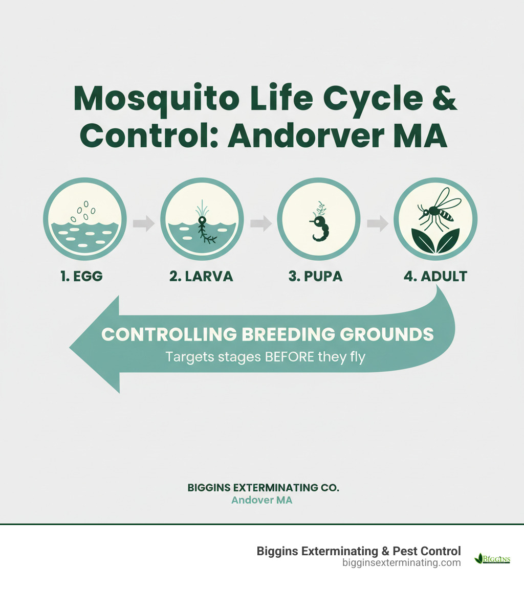 Infographic showing the four stages of a mosquito's life cycle (egg, larva, pupa, adult) and highlighting how controlling breeding grounds targets the egg, larva, and pupa stages before they become flying adults. - mosquito control Andover MA infographic 
