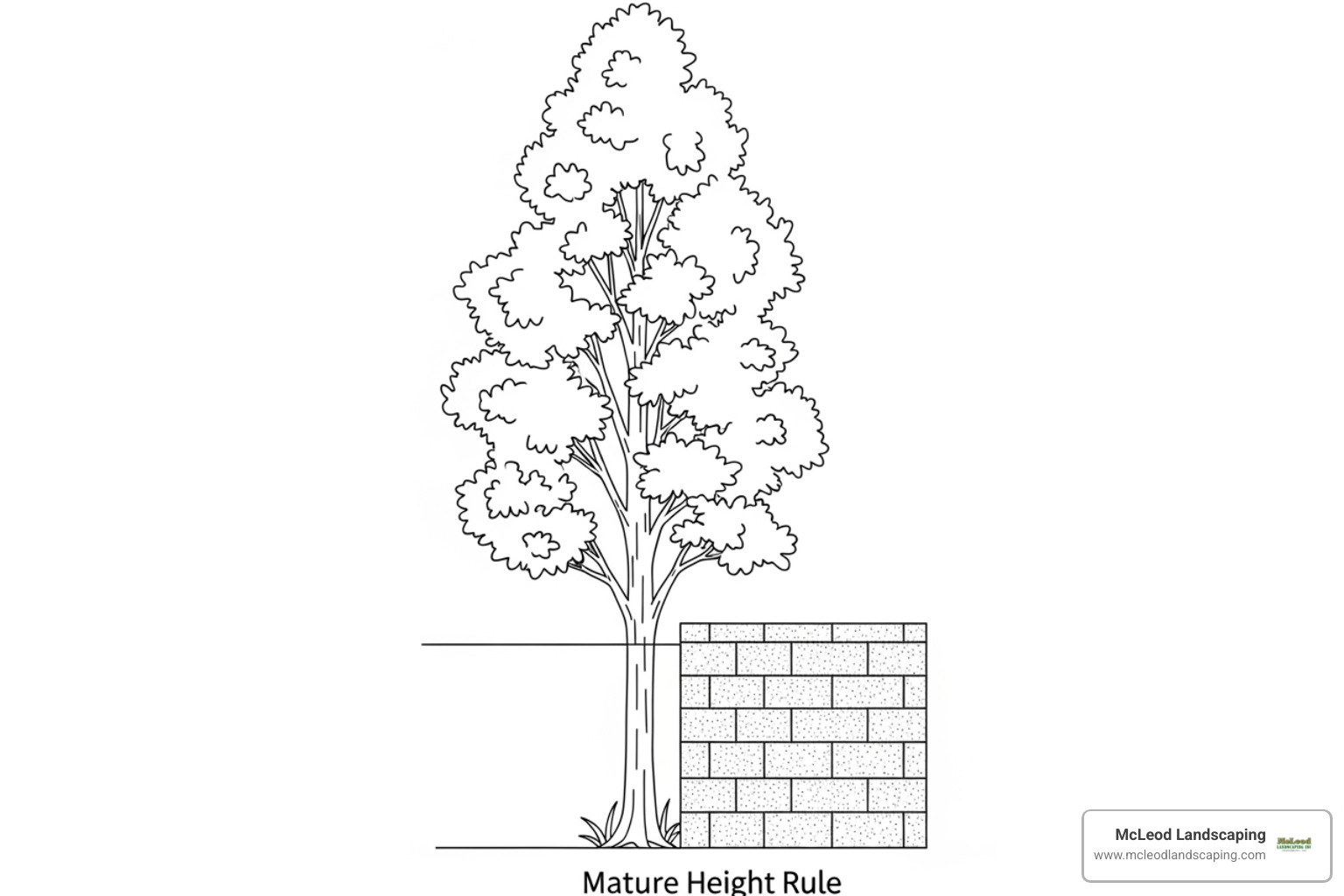 Planting trees near retaining walls: 3 Smart Rules