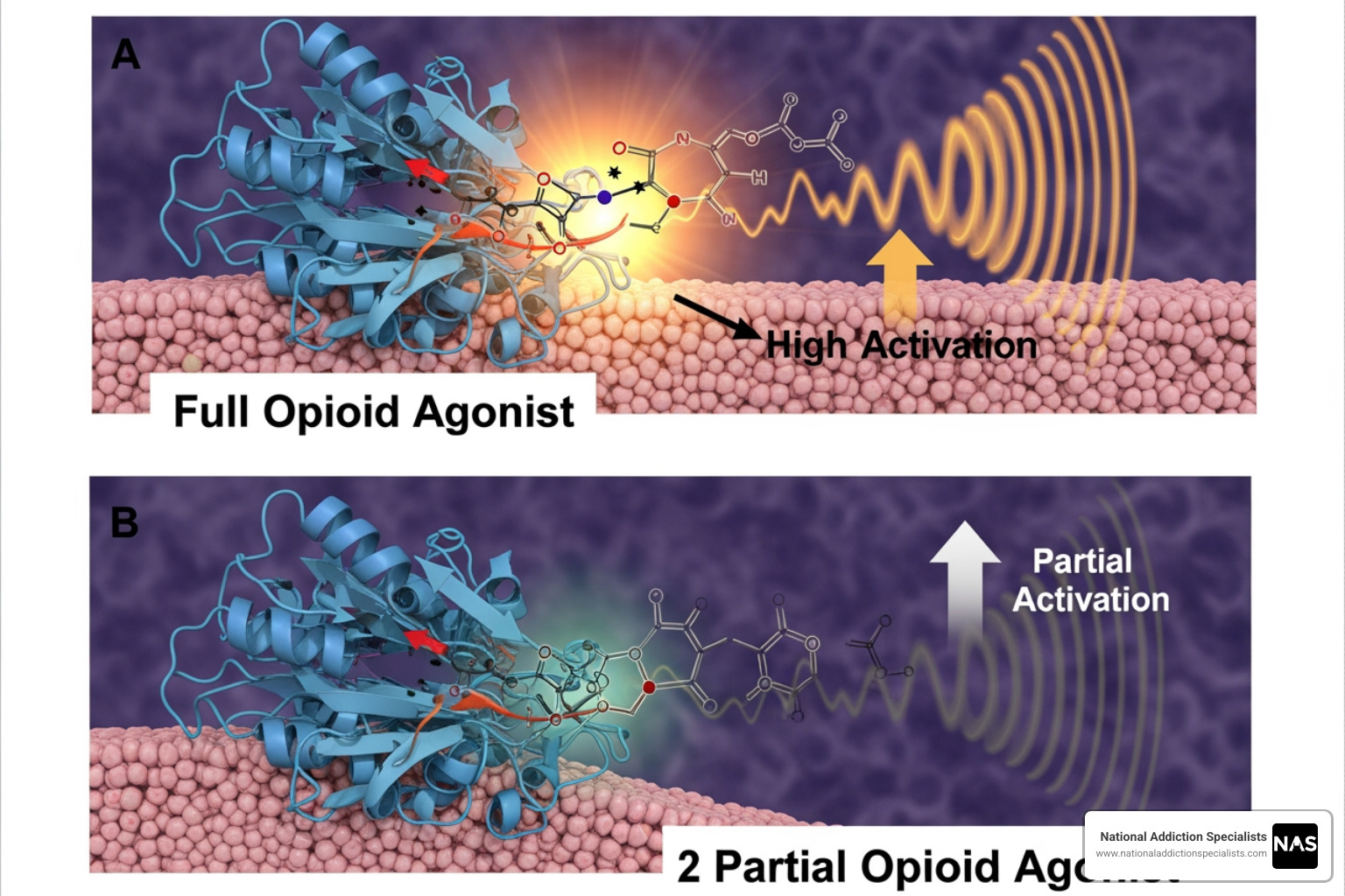 illustrating how buprenorphine (a partial agonist) works on an opioid receptor compared to a full agonist - Suboxone treatment information