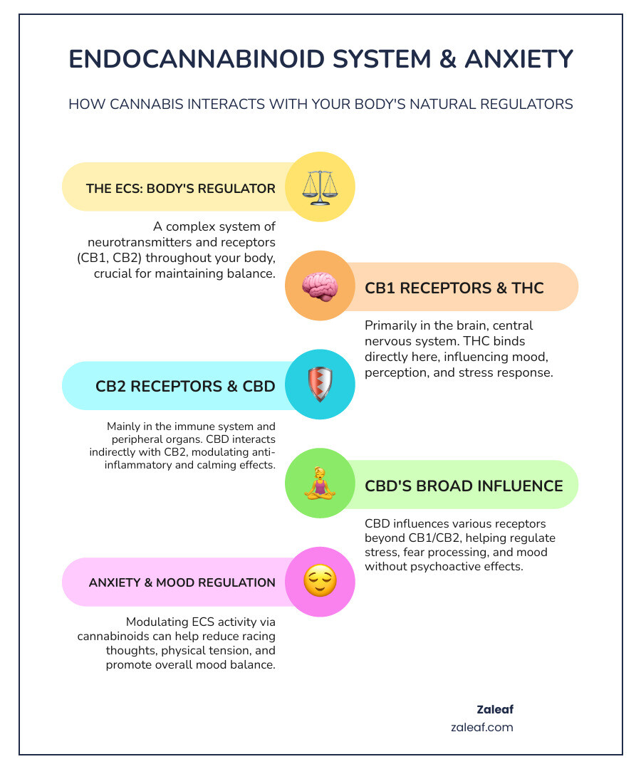 Infographic showing the endocannabinoid system's role in anxiety regulation, highlighting CB1 and CB2 receptors in the brain and body, and how CBD and THC interact differently with these receptors to influence stress response, fear processing, and mood regulation - best type of cannabis for anxiety infographic infographic-line-5-steps-colors