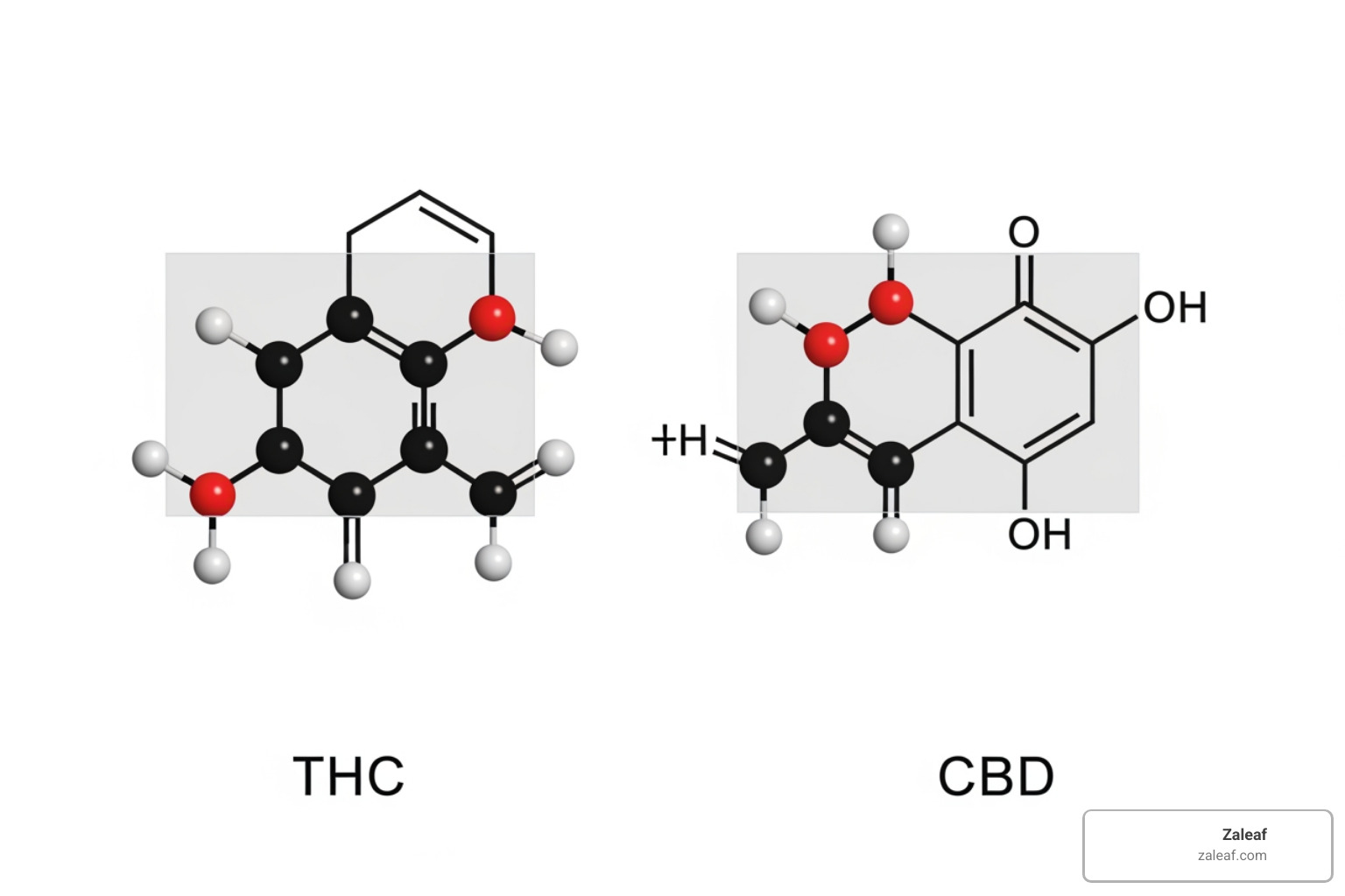 illustration of the difference between THC and CBD molecules - is cannabis good for anxiety