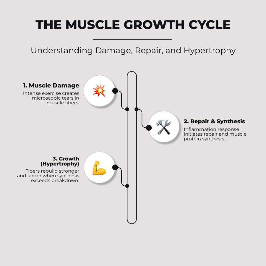 Infographic explaining the cycle of muscle damage, repair, and growth (hypertrophy), including micro-tears from exercise, the recovery phase with nutrition and sleep, and the resulting muscle growth - muscle recovery and growth infographic infographic-line-3-steps-elegant_beige Infographic explaining the cycle of muscle damage, repair, and growth (hypertrophy), including micro-tears from exercise, the recovery phase with nutrition and sleep, and the resulting muscle growth - muscle recovery and growth infographic infographic-line-3-steps-elegant_beige