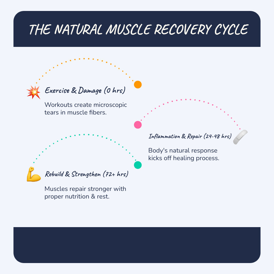 infographic showing the complete natural muscle recovery cycle from exercise to microscopic muscle damage to inflammation response to proper nutrition and rest to muscle repair and growth, with timeline markers at 0 hours, 24-48 hours, and 72+ hours - natural muscle recovery infographic infographic-line-3-steps-blues-accent_colors