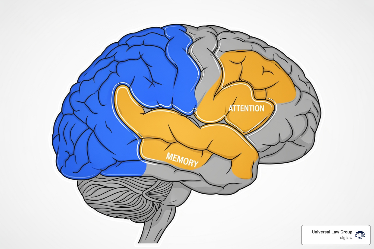 stylized brain with highlighted sections representing attention and memory - highway hypnosis
