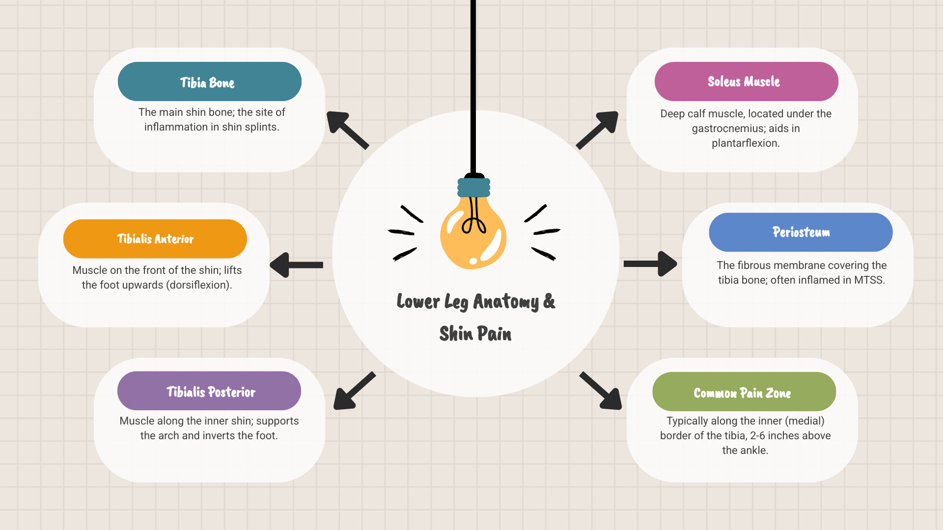 detailed infographic showing lower leg anatomy with labeled tibia bone, tibialis anterior muscle running down the front of the shin, tibialis posterior muscle along the inner shin, soleus muscle in the calf, and highlighting the common pain zones for shin splints along the inner tibia border - tibia muscle pain infographic brainstorm-6-items detailed infographic showing lower leg anatomy with labeled tibia bone, tibialis anterior muscle running down the front of the shin, tibialis posterior muscle along the inner shin, soleus muscle in the calf, and highlighting the common pain zones for shin splints along the inner tibia border - tibia muscle pain infographic brainstorm-6-items