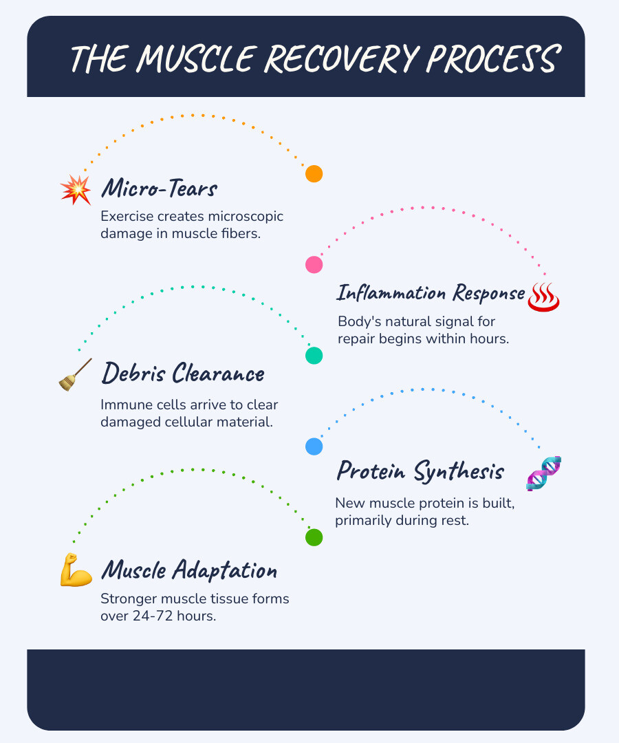 Infographic showing the muscle recovery timeline: Exercise creates micro-tears in muscle fibers, inflammation response begins within hours, immune cells arrive to clear debris, new muscle protein is synthesized during rest, and stronger muscle tissue forms over 24-72 hours - speed up recovery infographic infographic-line-5-steps-blues-accent_colors