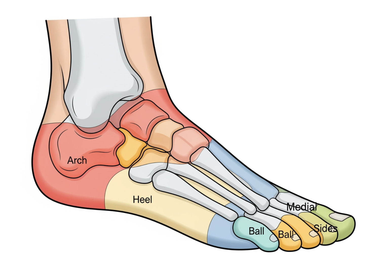 foot diagram highlighting different pain locations - foot muscle pain foot diagram highlighting different pain locations - foot muscle pain