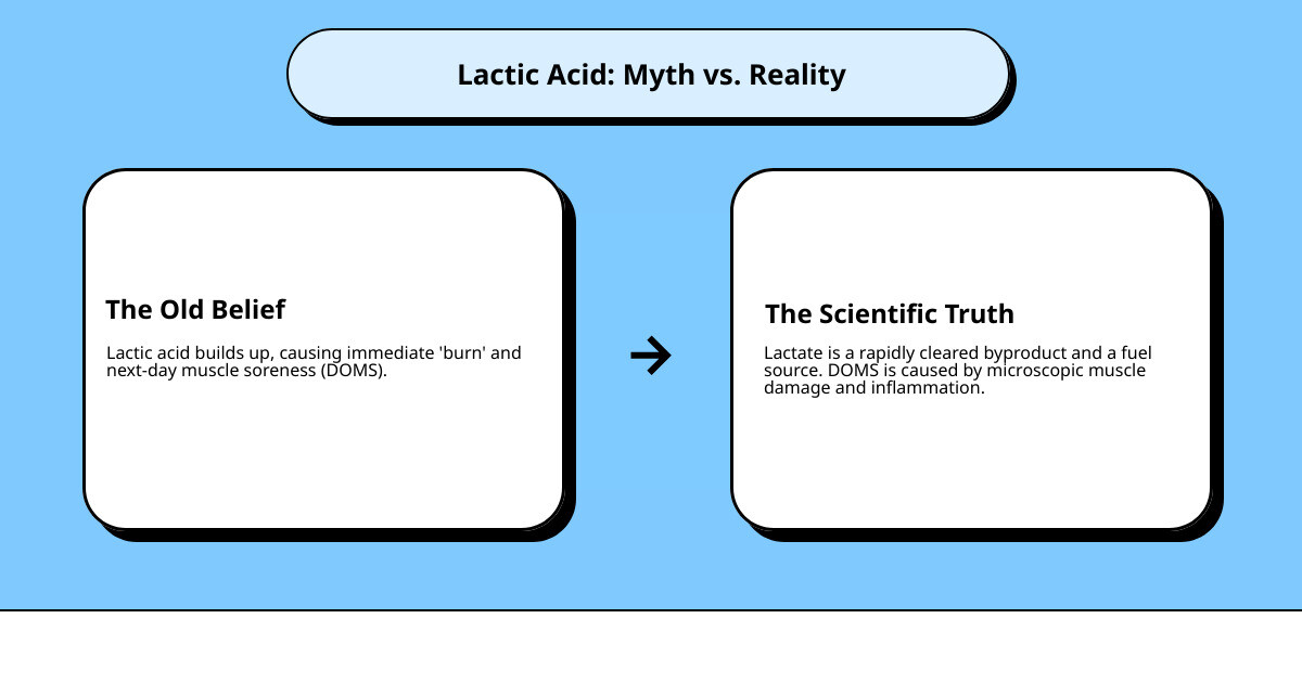 Infographic showing the true role of lactic acid in legs: during intense exercise, it's a rapidly cleared byproduct and a fuel source, not the cause of Delayed Onset Muscle Soreness (DOMS), which results from microscopic muscle damage. - lactic acid in legs infographic cause_effect_text