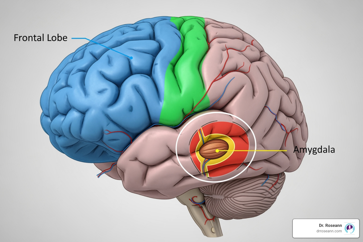 brain diagram highlighting frontal lobe and amygdala - dysregulated nervous system adhd