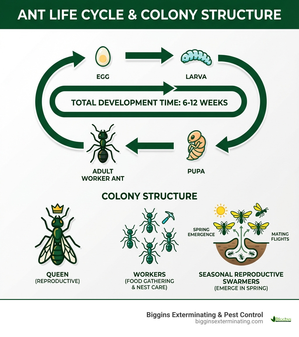 Infographic showing the ant life cycle from egg to larva to pupa to adult worker ant, with timeline of 6-12 weeks total development time, plus details on colony structure including queen, workers, and seasonal reproductive swarmers that emerge in spring - ant exterminator in lexington infographic 