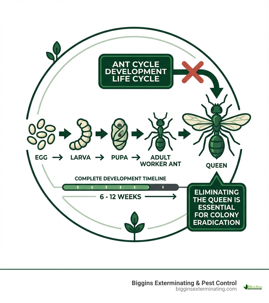 Infographic showing the ant life cycle from egg to larva to pupa to adult worker ant, with timeline indicating 6-12 weeks for complete development and highlighting that eliminating the queen is essential for colony eradication - Ant control in North Andover infographic 