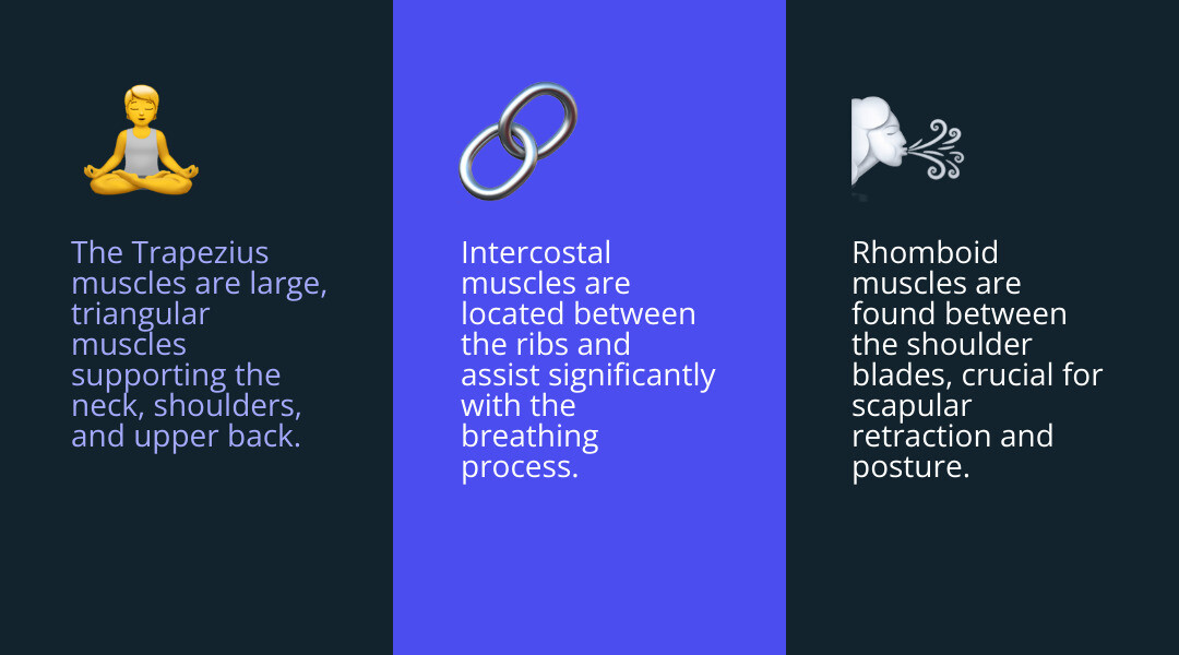 infographic showing upper back anatomy with labeled trapezius muscle spanning neck to shoulders, rhomboid muscles between shoulder blades, and intercostal muscles between ribs, with red indicators showing common pain points - twisted muscle in upper back infographic 3_facts_emoji_blue