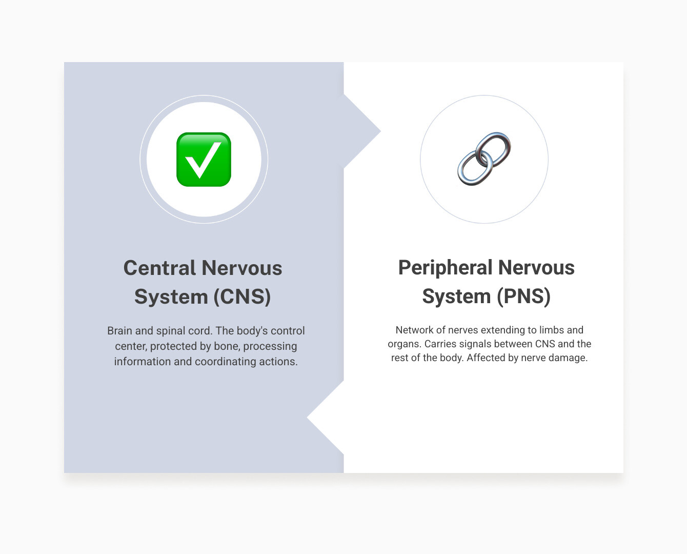infographic showing the difference between the central nervous system (brain and spinal cord in the center) and the peripheral nervous system (network of nerves extending throughout the body to limbs and organs), with labels indicating that peripheral nerve damage affects the outer network while the CNS remains protected - nerve damage infographic comparison-2-items-formal