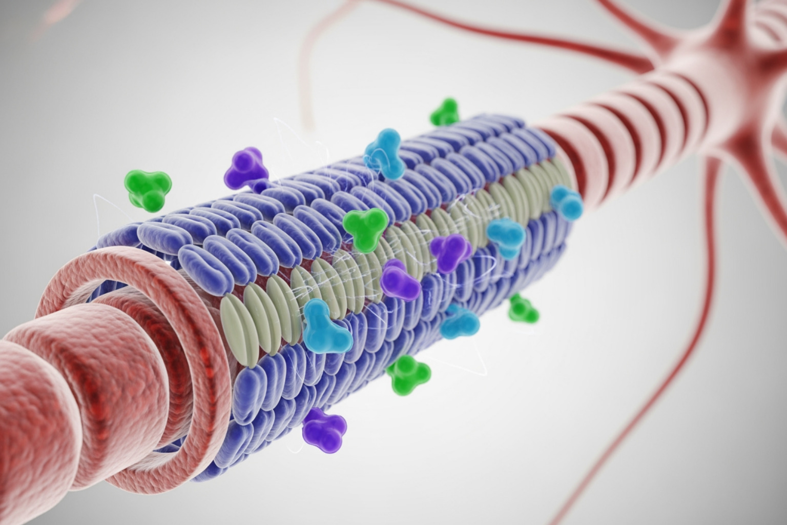 diagram showing a nerve and how topical ingredients block or soothe pain signals - Nerve pain cream