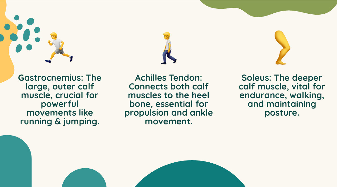 infographic showing the anatomy of the calf muscles, with the gastrocnemius muscle at the surface spanning from behind the knee to the Achilles tendon, the deeper soleus muscle underneath it, and the Achilles tendon connecting both muscles to the heel bone, with labels indicating their roles in walking, running, and jumping movements - calf muscle pain infographic 3_facts_emoji_nature