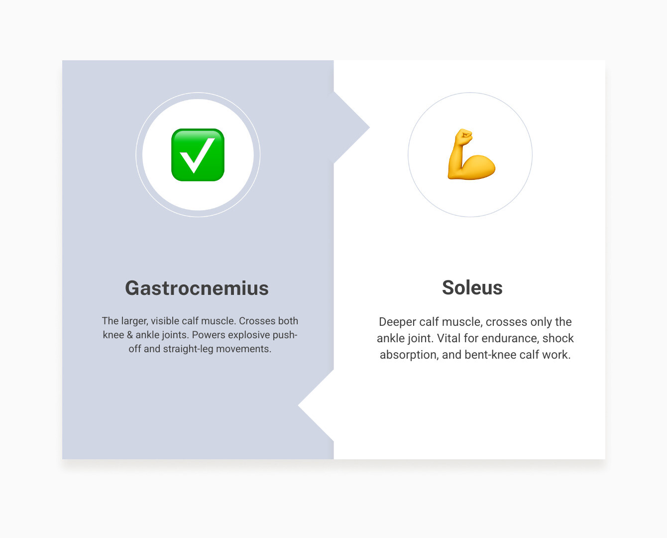infographic showing the calf anatomy with gastrocnemius muscle at the top of the calf and soleus muscle below it, highlighting how gastrocnemius crosses the knee joint while soleus only crosses the ankle, with arrows showing their roles in running propulsion and shock absorption - calf tightness running infographic comparison-2-items-formal