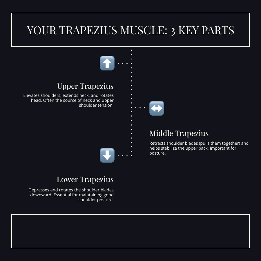 Infographic showing the three parts of the trapezius muscle (upper, middle, and lower) with their locations from the base of the skull down to mid-back, highlighting how each section controls different shoulder and neck movements - stretching of trapezius infographic infographic-line-3-steps-dark