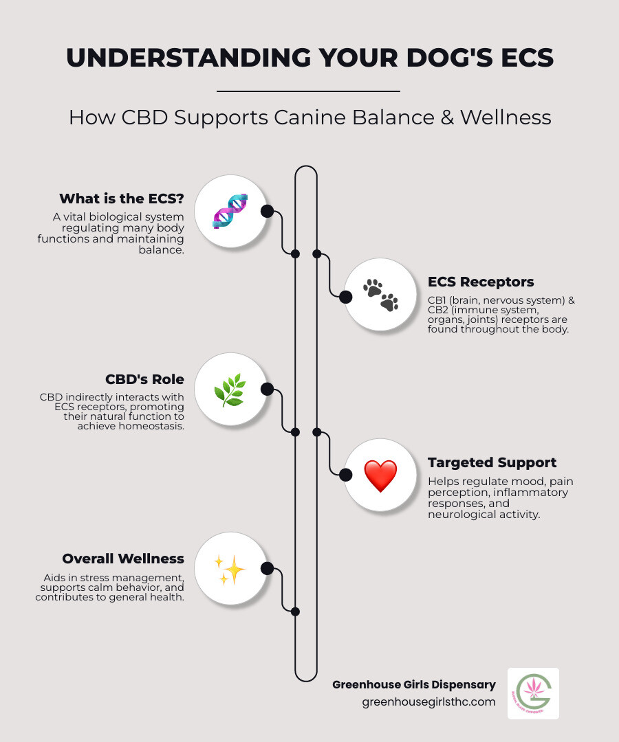 infographic showing the endocannabinoid system in dogs, including receptors in the brain, nervous system, organs, and joints, and how CBD interacts with these receptors to support balance in mood, pain response, inflammation, and stress management - cbd dog treats near me infographic infographic-line-5-steps-elegant_beige infographic showing the endocannabinoid system in dogs, including receptors in the brain, nervous system, organs, and joints, and how CBD interacts with these receptors to support balance in mood, pain response, inflammation, and stress management - cbd dog treats near me infographic infographic-line-5-steps-elegant_beige
