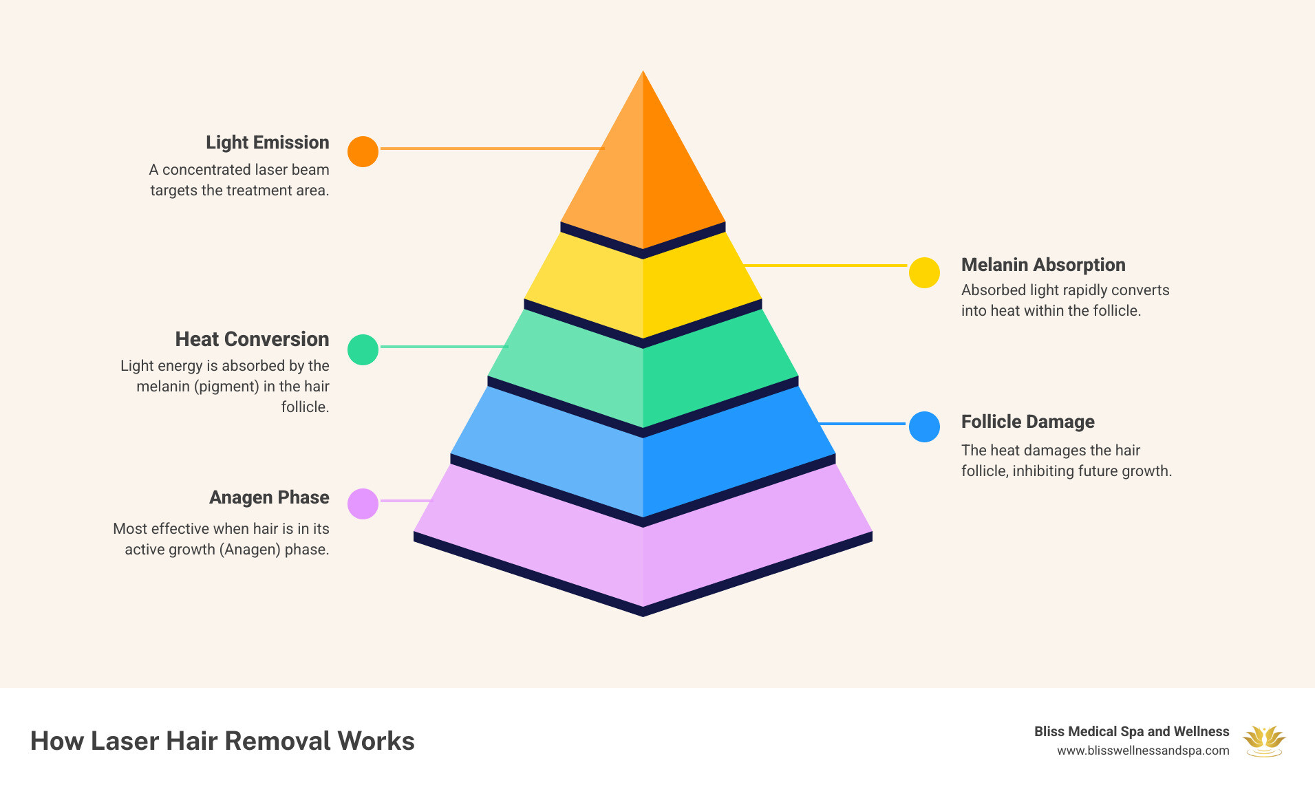 Infographic showing how laser hair removal works: A laser beam targets the melanin in a hair follicle during the anagen (growth) phase, converting light energy to heat that damages the follicle structure including the bulb, bulge, and vascular supply, preventing future hair growth while leaving surrounding skin tissue unharmed - full face laser hair removal glendale az infographic pyramid-hierarchy-5-steps