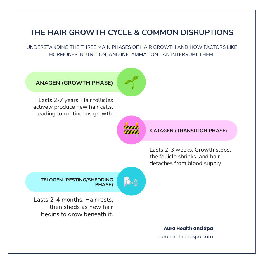 Infographic showing the hair growth cycle with three phases: Anagen (growth phase lasting 2-7 years), Catagen (transition phase lasting 2-3 weeks), and Telogen (resting phase lasting 2-4 months), plus common disruption points including hormonal changes, nutritional deficiencies, and inflammatory triggers that can interrupt the cycle and lead to hair loss - Advanced hair solutions infographic infographic-line-3-steps-colors