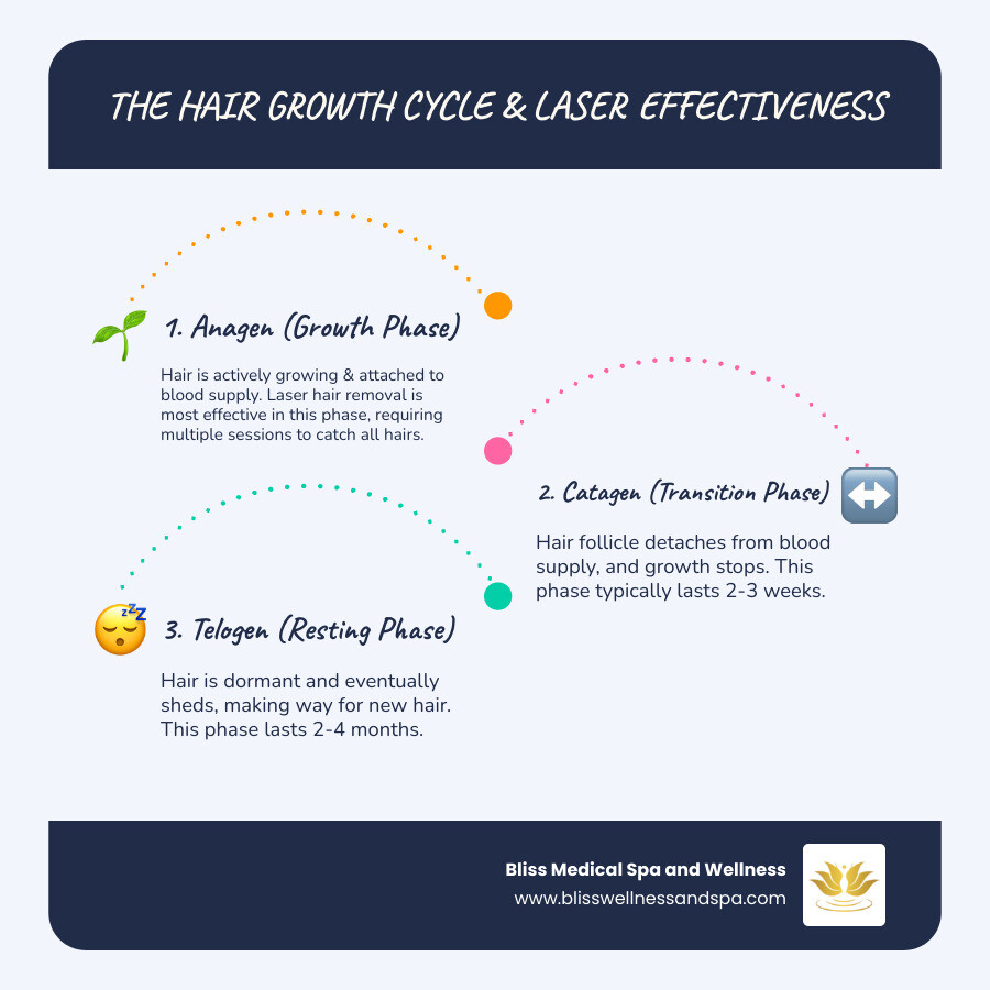 infographic showing the three stages of hair growth cycle: Anagen (active growth phase lasting 2-7 years when hair is attached to blood supply), Catagen (transition phase lasting 2-3 weeks when hair detaches), and Telogen (resting phase lasting 2-4 months before hair sheds), with notation that laser hair removal is most effective during the Anagen phase which is why multiple sessions spaced 4-6 weeks apart are needed to catch all hairs during their growth cycle - chin hair removal phoenix infographic infographic-line-3-steps-blues-accent_colors