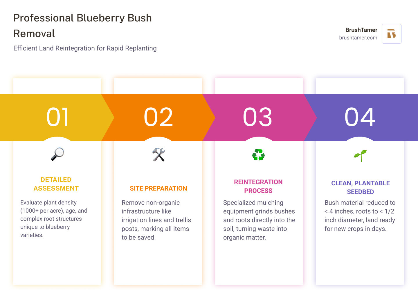 infographic showing the professional blueberry bush removal process from assessment through reintegration to replanting, highlighting key steps including site preparation, specialized mulching equipment operation, root grinding to half-inch diameter, and rapid turnaround timeline with before and after field images - blueberry bush removal infographic pillar-4-steps
