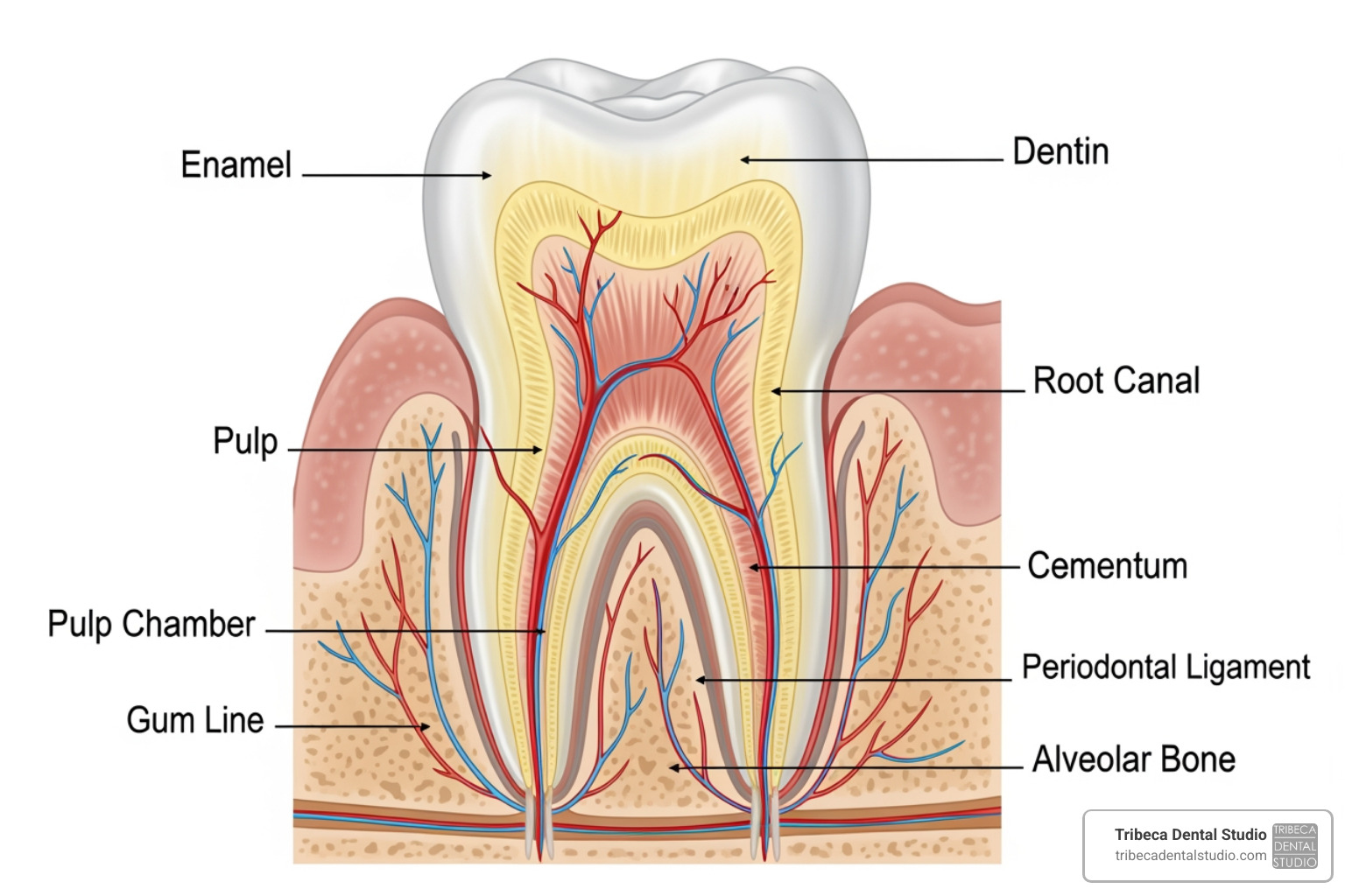 illustration of tooth anatomy with labels for enamel, dentin, and pulp - half tooth broken can fixed
