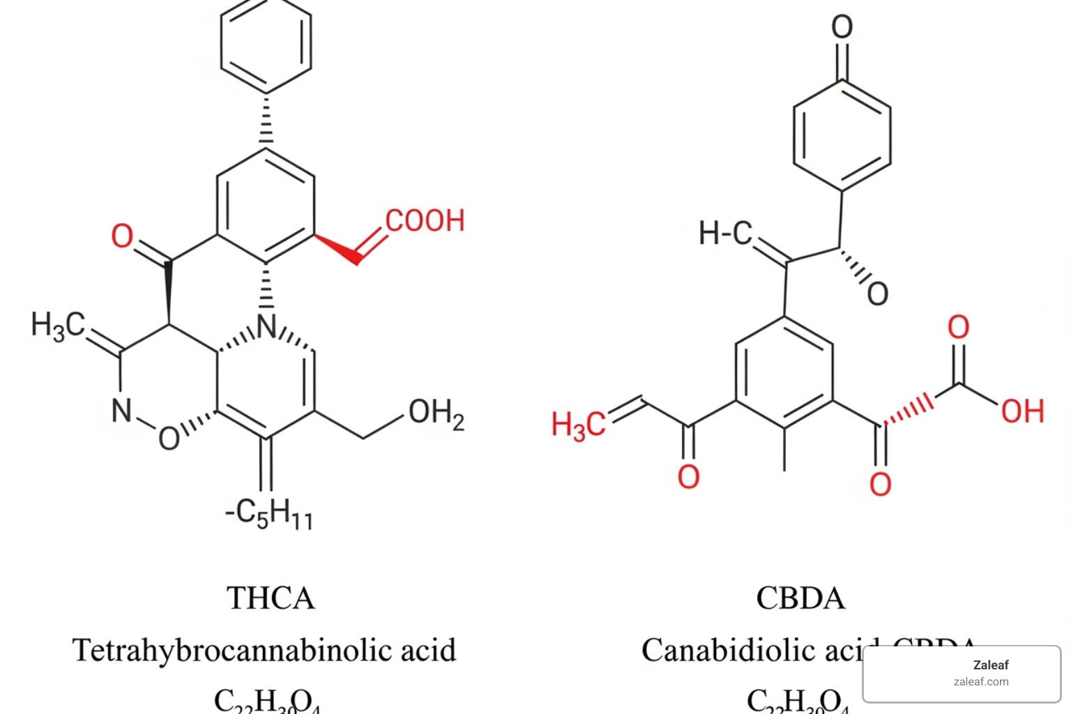 molecular diagram of THCA and CBDA - fresh cannabis flower molecular diagram of THCA and CBDA - fresh cannabis flower