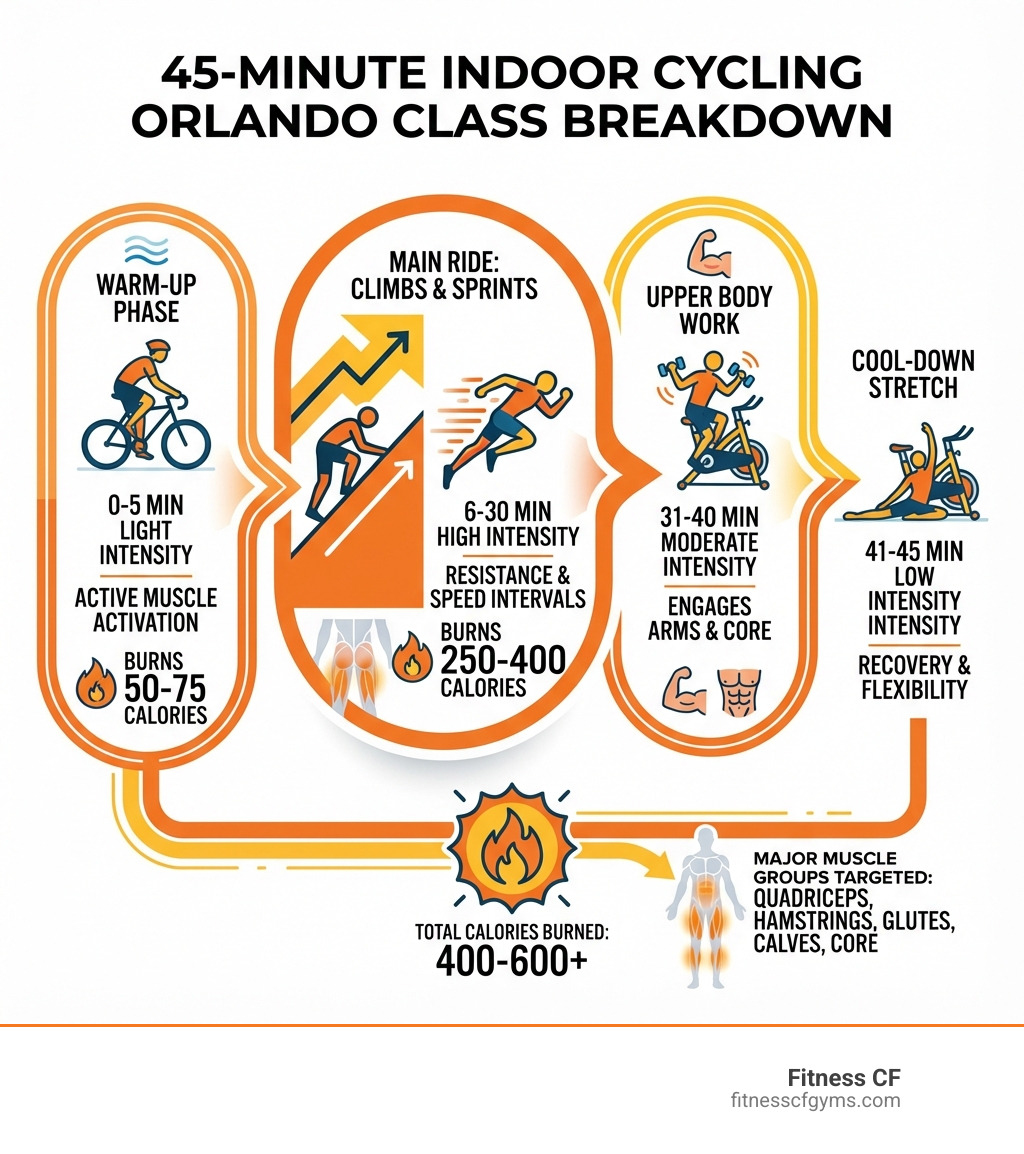 infographic showing a 45-minute indoor cycling class breakdown with warm-up phase burning 50-75 calories, main ride with climbs and sprints burning 250-400 calories, upper body work with light weights engaging arms and core, and cool-down stretch for recovery, totaling 400-600+ calories burned while working major muscle groups including quadriceps, hamstrings, glutes, calves, and core - Indoor cycling Orlando infographic 
