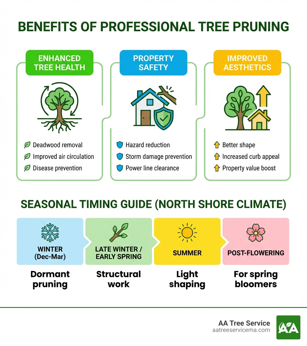 Infographic showing the main benefits of professional tree pruning: Enhanced Tree Health (deadwood removal, improved air circulation, disease prevention), Property Safety (hazard reduction, storm damage prevention, power line clearance), and Improved Aesthetics (better shape, increased curb appeal, property value boost). Includes seasonal timing guide for North Shore climate: Winter (December-March) for dormant pruning, Late Winter/Early Spring for structural work, Summer for light shaping, and Post-Flowering for spring bloomers. - tree pruning north shore infographic Infographic showing the main benefits of professional tree pruning: Enhanced Tree Health (deadwood removal, improved air circulation, disease prevention), Property Safety (hazard reduction, storm damage prevention, power line clearance), and Improved Aesthetics (better shape, increased curb appeal, property value boost). Includes seasonal timing guide for North Shore climate: Winter (December-March) for dormant pruning, Late Winter/Early Spring for structural work, Summer for light shaping, and Post-Flowering for spring bloomers. - tree pruning north shore infographic