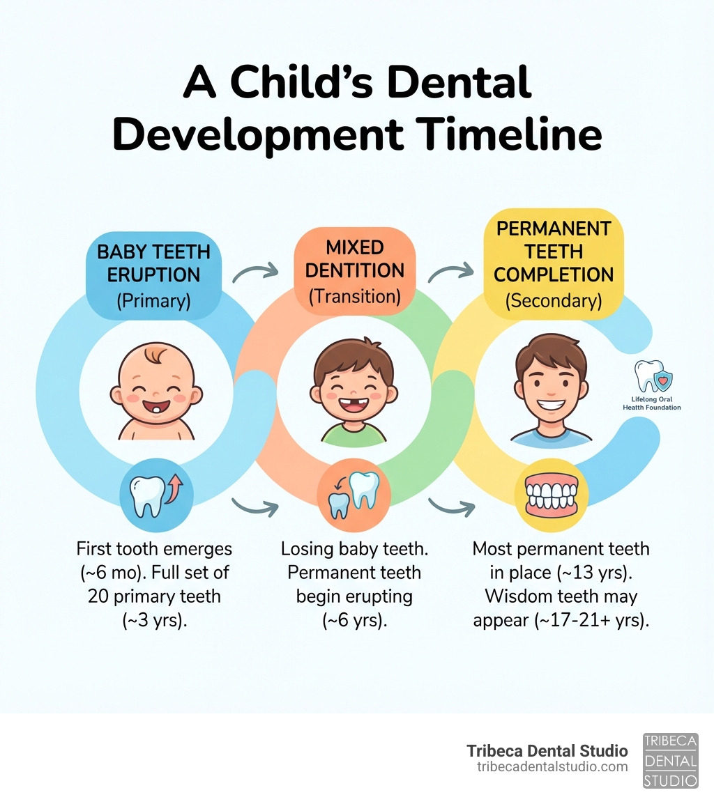 infographic explaining the timeline of a child's dental development from baby teeth to permanent teeth - pediatric dentist bronx infographic infographic explaining the timeline of a child's dental development from baby teeth to permanent teeth - pediatric dentist bronx infographic