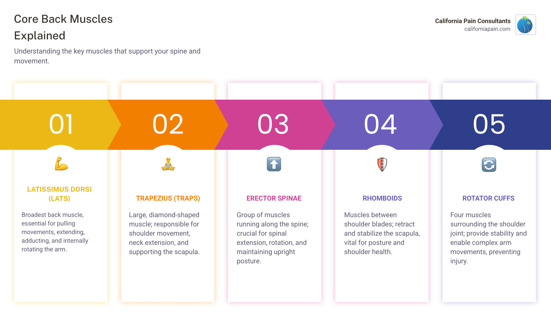 infographic showing the main back muscles including latissimus dorsi, trapezius, erector spinae, and rhomboids with labels indicating their roles in posture, spinal support, and daily movement - Exercise for back infographic pillar-5-steps