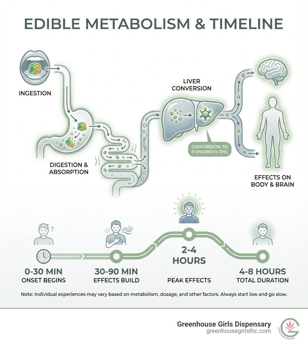infographic showing the metabolism of edibles in the body, including a timeline from ingestion through the digestive system to liver conversion into 11-hydroxy-THC, with labeled stages: 0-30 min onset begins, 30-90 min effects build, 2-4 hours peak effects, and 4-8 hours total duration, plus visual representation of absorption through the digestive tract - best legal edibles infographic 