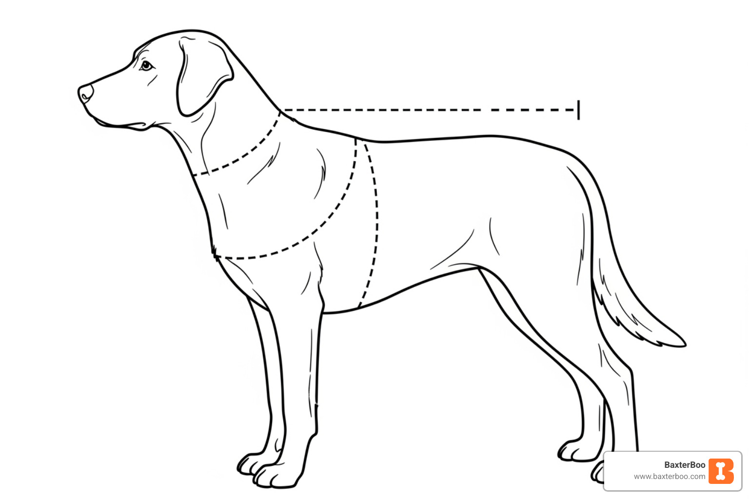 diagram showing where to measure a dog's back length, chest girth, and neck - waterproof dog coats diagram showing where to measure a dog's back length, chest girth, and neck - waterproof dog coats