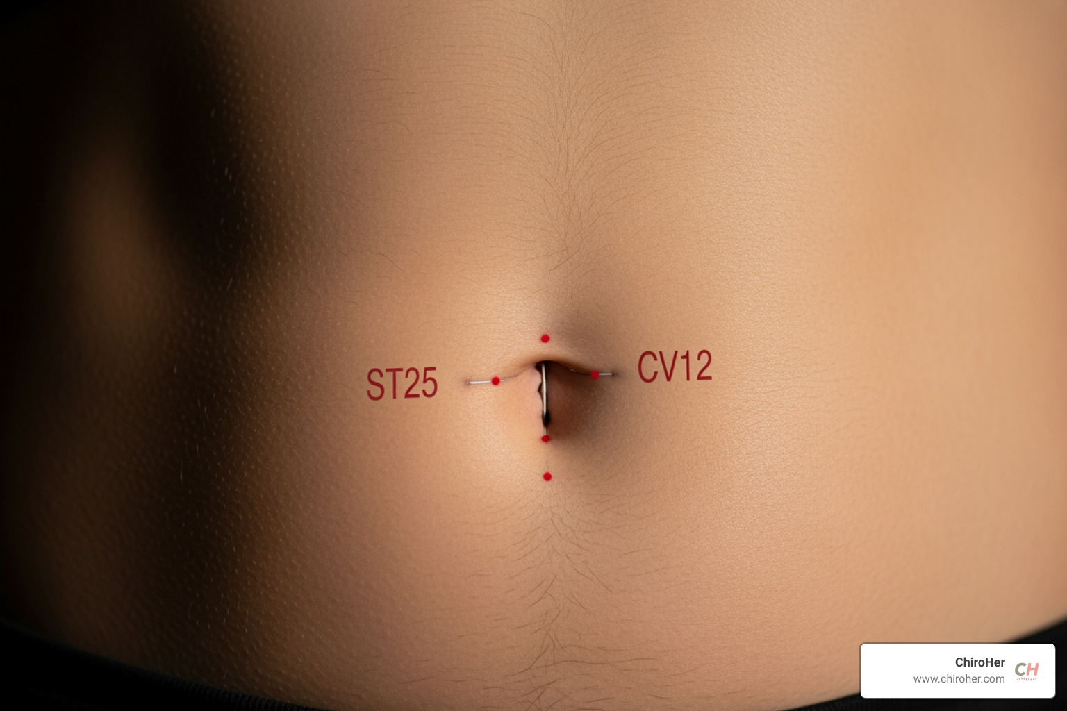 locations of key abdominal acupuncture points like ST25 and CV12 - acupuncture for bloating