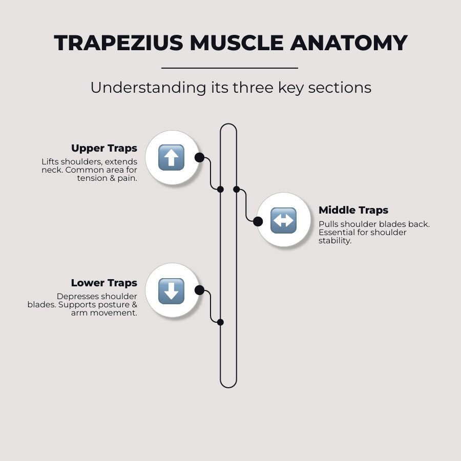 Infographic showing the three sections of the trapezius muscle: upper trapezius (elevates shoulders, extends neck), middle trapezius (retracts shoulder blades, stabilizes shoulders), and lower trapezius (depresses shoulder blades, supports posture). Highlights common pain zones in the upper trapezius and neck area, with arrows indicating areas of tension from poor posture and stress. - trapezius stretch infographic infographic-line-3-steps-elegant_beige