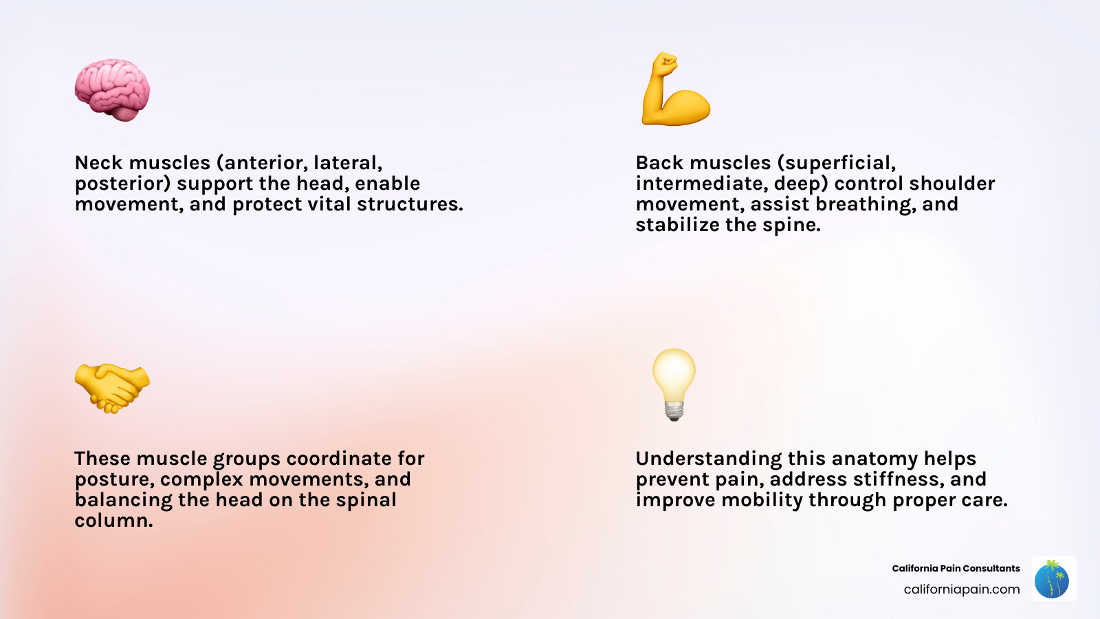 Infographic showing the three main categories of neck muscles (anterior, lateral, posterior) and the three layers of back muscles (superficial, intermediate, deep/intrinsic) with their primary functions including head support, movement, breathing assistance, and spinal stabilization - back and neck muscles infographic 4_facts_emoji_light-gradient