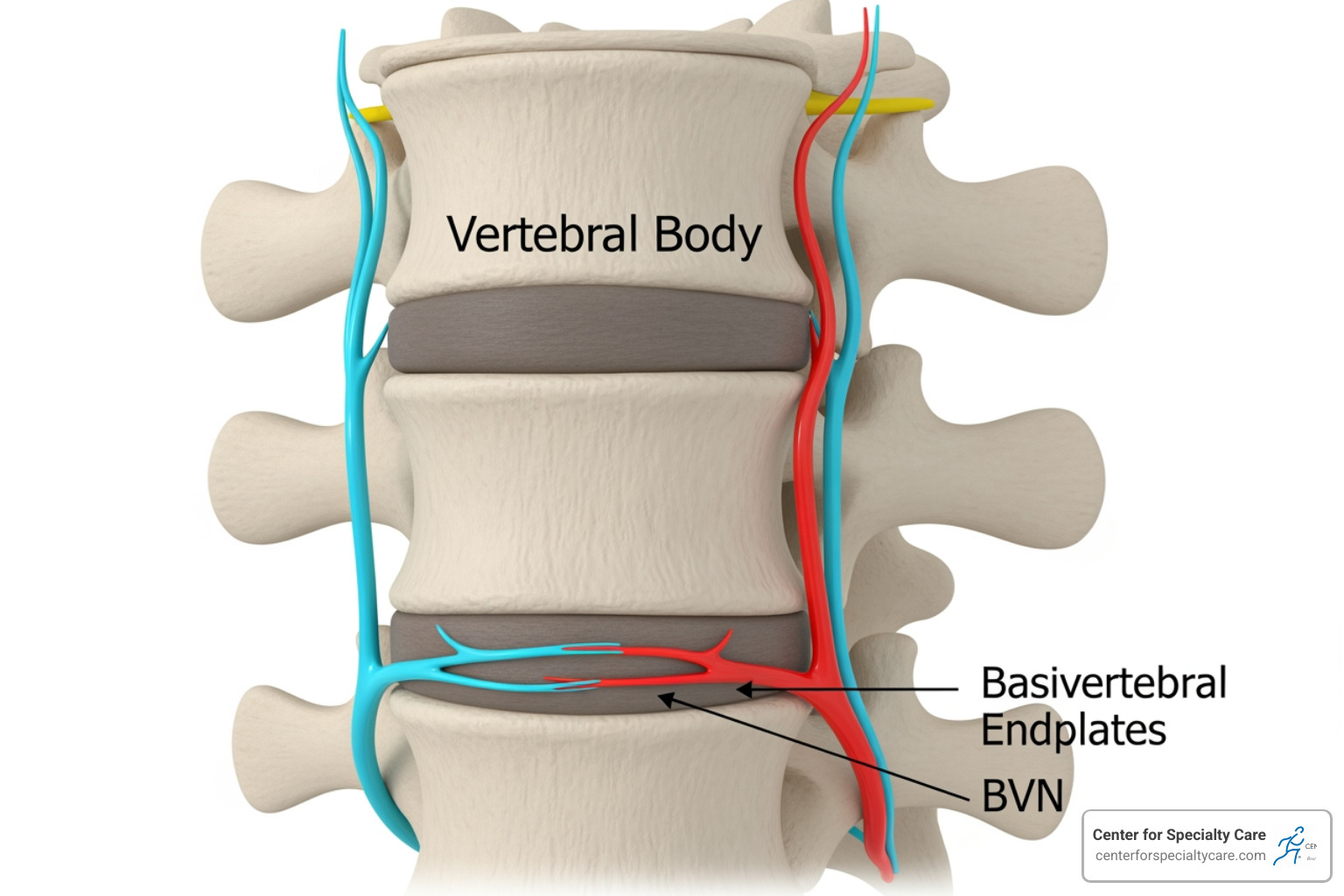 Spinal anatomy highlighting the basivertebral nerve - intracept procedure near me