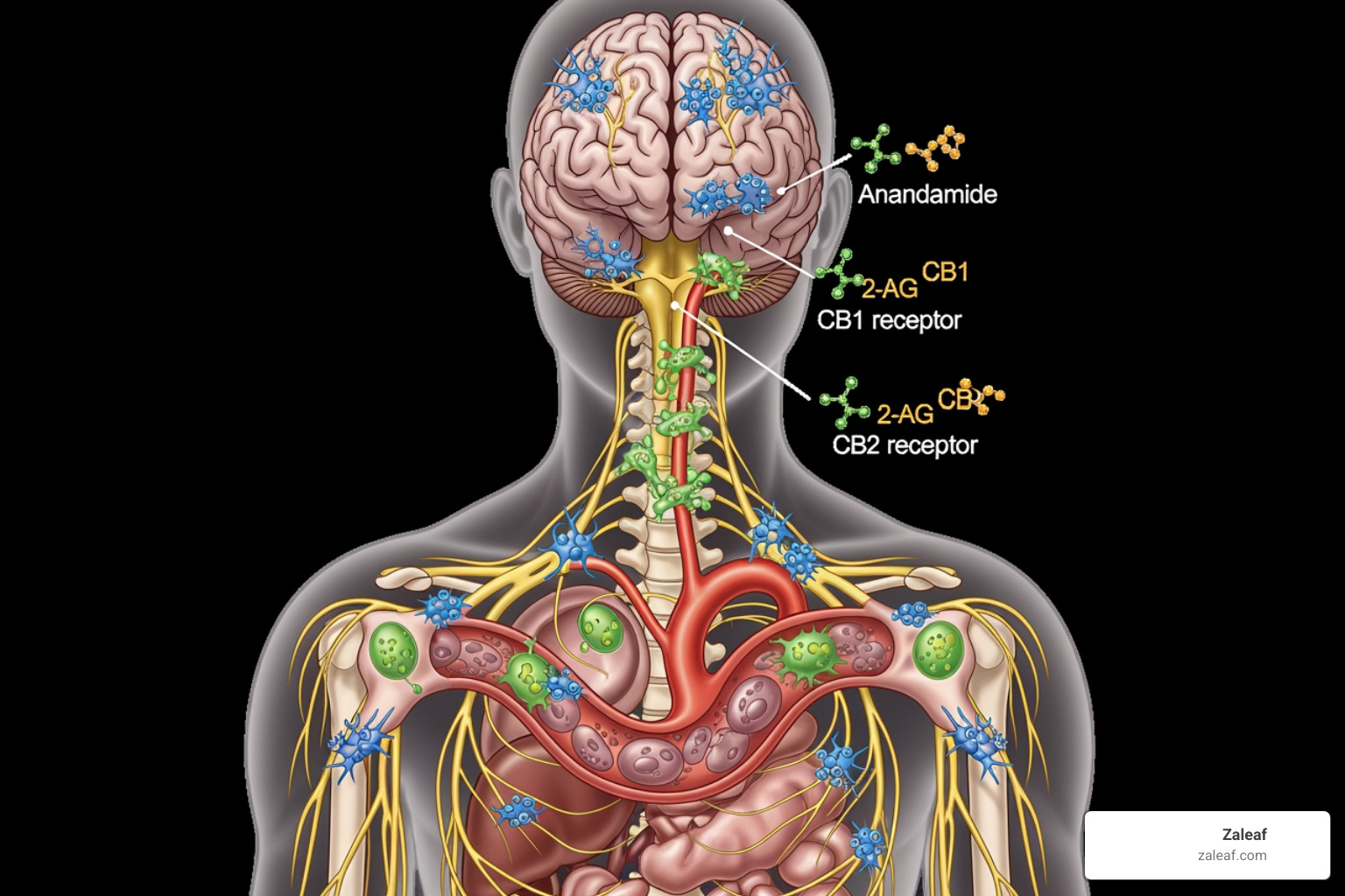 endocannabinoid system - cannabis chocolates for relaxation endocannabinoid system - cannabis chocolates for relaxation