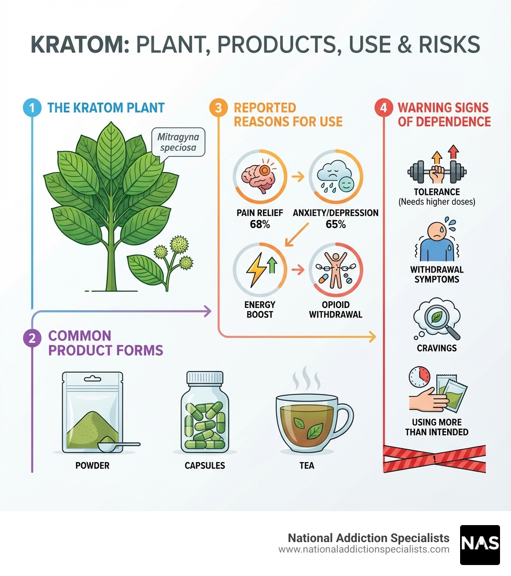Infographic showing kratom plant, common product forms (powder in bags, capsules, tea), reported reasons for use (pain relief 68%, anxiety/depression 65%, energy boost, opioid withdrawal), and warning signs of dependence (tolerance, withdrawal symptoms, cravings, using more than intended) - kratom treatment infographic 