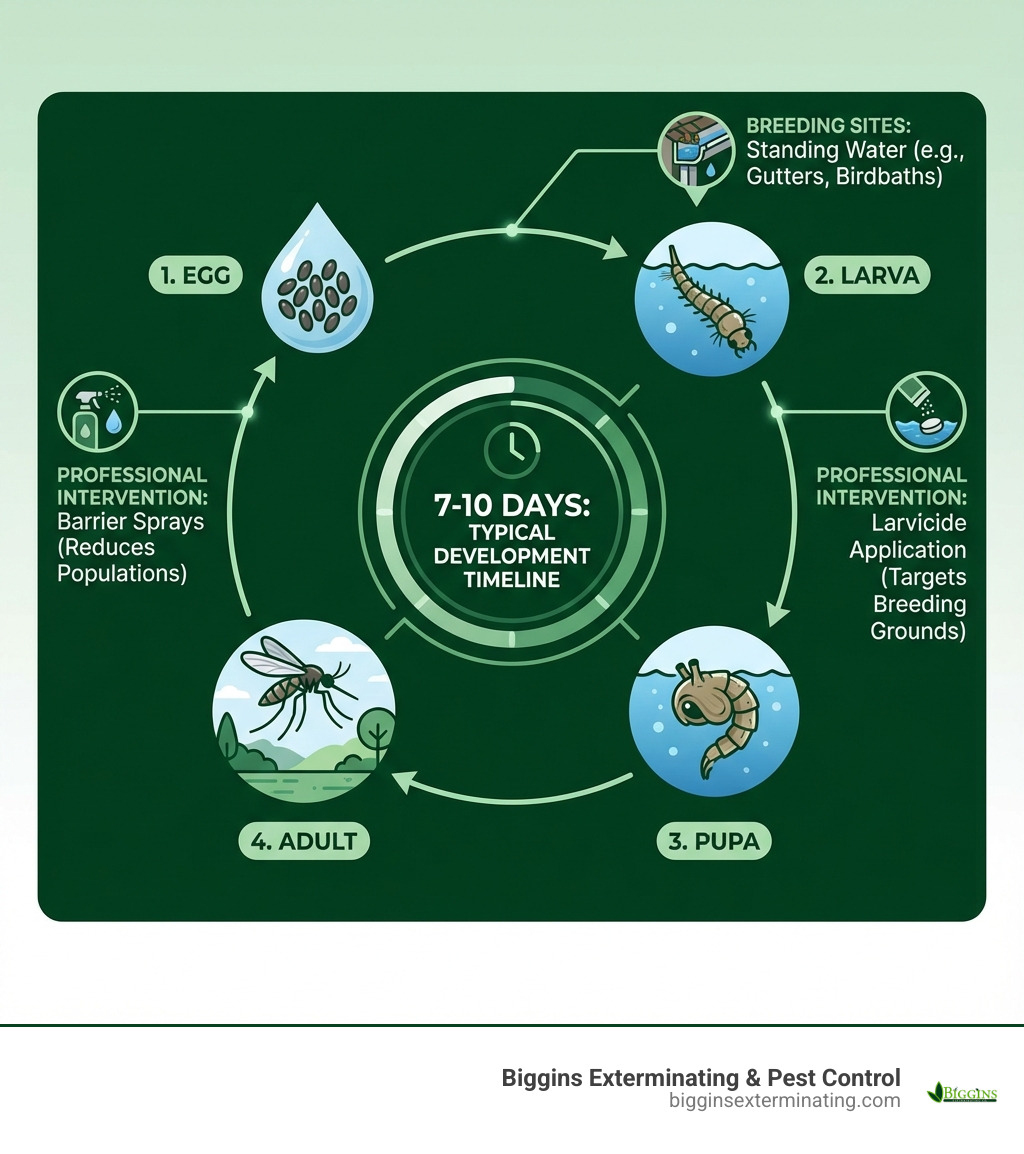 infographic showing mosquito life cycle from egg to larva to pupa to adult mosquito, with breeding sites in standing water, typical development timeline of 7-10 days, and key intervention points for professional treatments including larvicide application and barrier sprays - Burlington mosquito removal infographic 