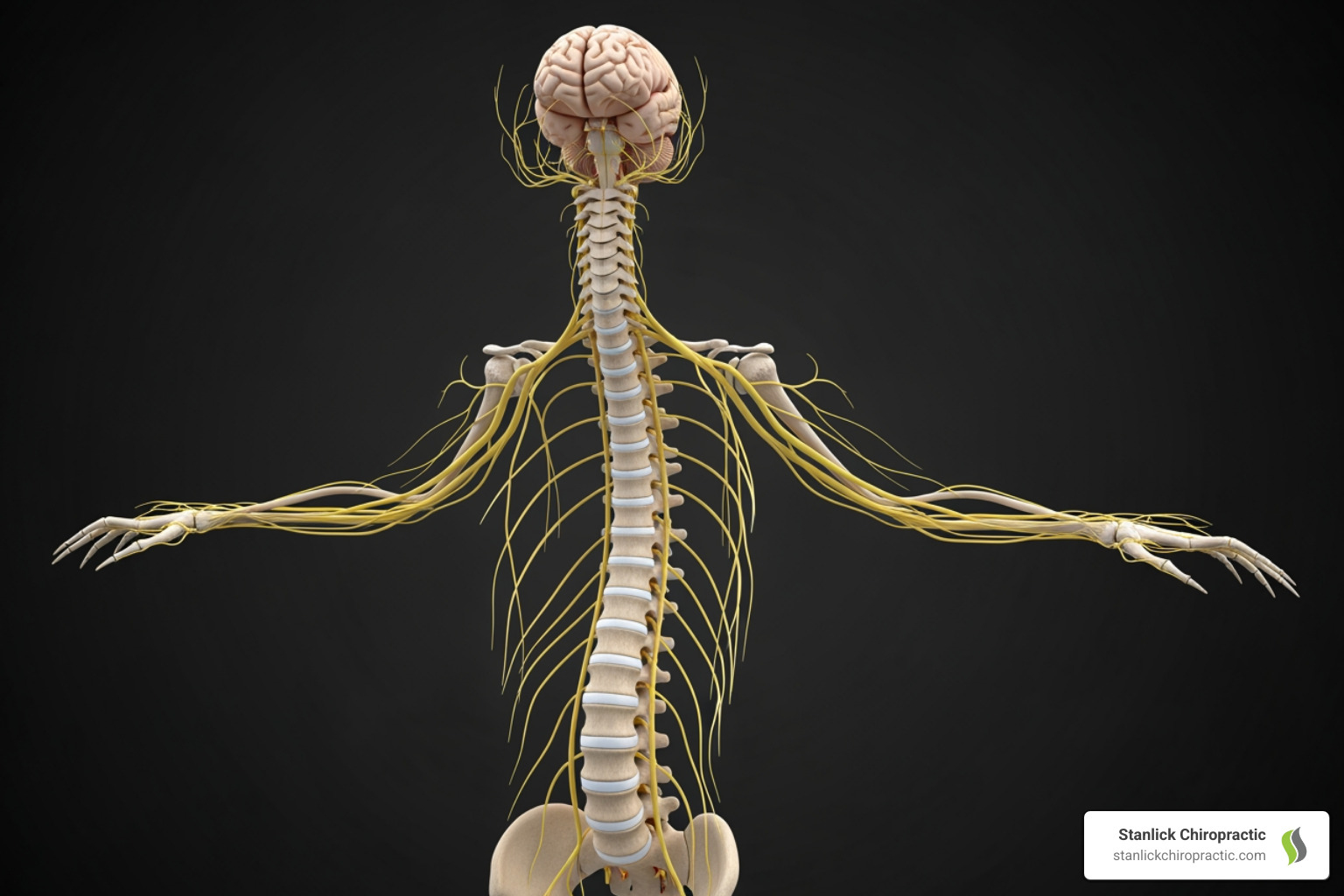 Chiropractor for Fatigue Ultimate Guide | Stanlick Chiropractic