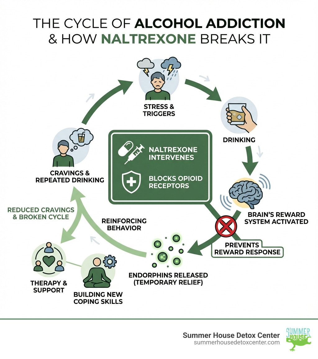Infographic showing the cycle of alcohol addiction: stress or triggers lead to drinking, which activates the brain's reward system releasing endorphins, creating temporary relief but reinforcing the behavior, leading to cravings and repeated drinking. Naltrexone intervenes by blocking opioid receptors, preventing the reward response, reducing cravings, and breaking the cycle, allowing therapy and support to build new coping skills. - naltrexone for alcohol infographic 