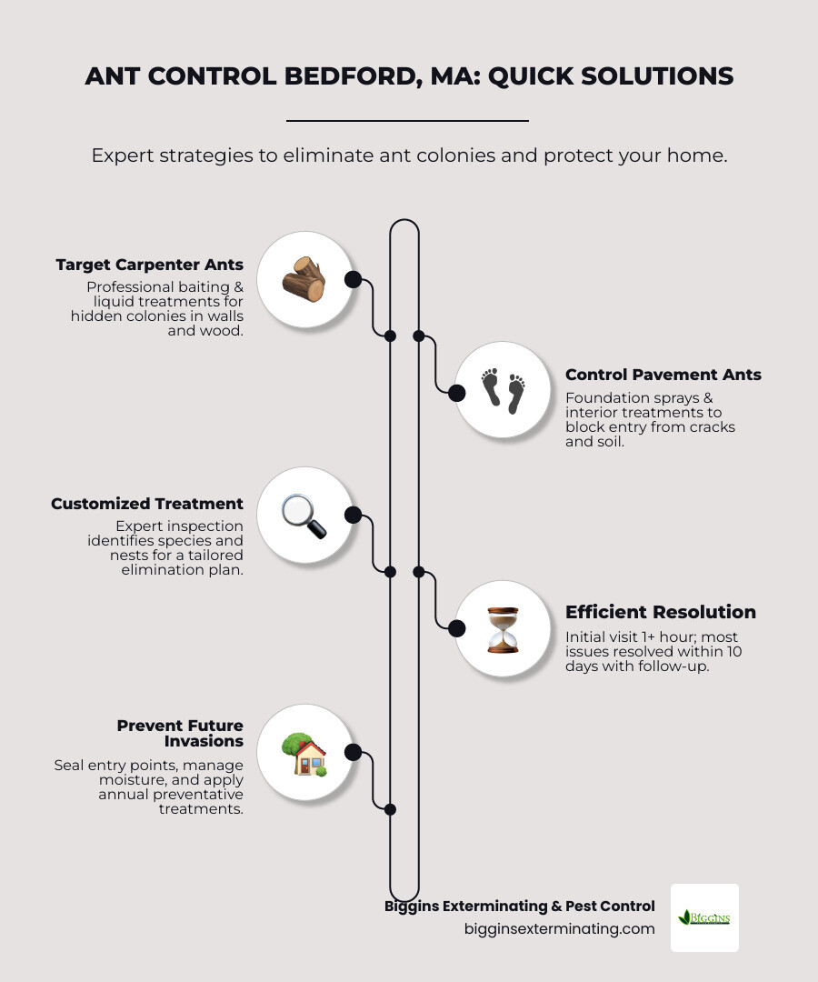 Infographic showing the complete ant colony structure including queen, workers, and satellite nests, plus common entry points into Bedford homes like foundation cracks, window gaps, and deck connections - ant control Bedford MA infographic infographic-line-5-steps-elegant_beige