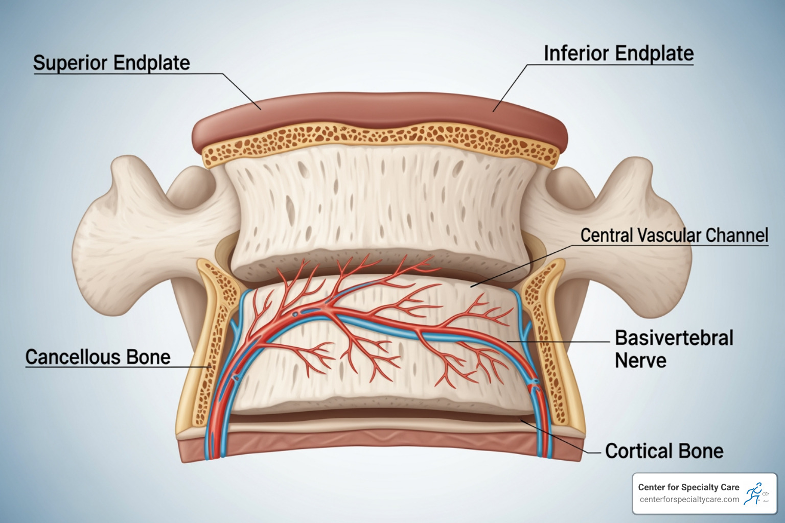 Diagram showing the vertebral body, endplates, and the basivertebral nerve - intracept procedure recovery
